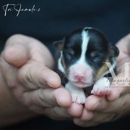 Tri F 2 - Black and tan female American Corgi puppy in Straughn, Alabama from Magnolia Creek Corgis