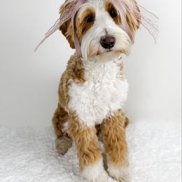 Tilly - Australian Labradoodle