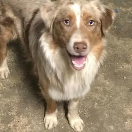 Rosie - Australian Shepherd