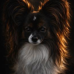 Bandit - Papillon