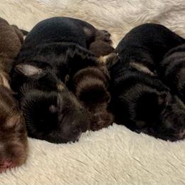 Boy 5 - Black and silver male Miniature Schnauzer puppy in Independence, Missouri from Crown Schnauzers KC