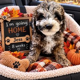 Jess - Merle female Goldendoodle puppy in North Branch, Michigan from Graceful Miniature Goldendoodles
