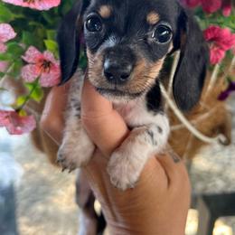 Black and cream piebald - Piebald female Dachshund puppy in Payette, Idaho from NT Mini Doxies