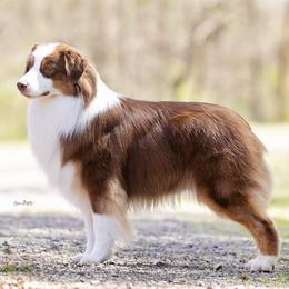 Action - Red tri-color male Australian Shepherd puppy in Castle Rock, Washington from Zoolo Kennels