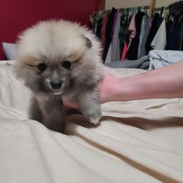 Pomeranian and Siberian Husky Puppies from Duran's huskies and pomeranians