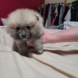Pomeranian and Siberian Husky Puppies from Duran's huskies and pomeranians