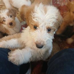 Sebastian - Parti male Goldendoodle puppy in Pleasant Hill, Iowa from Courtney Nicole's Mal Shihs & Goldendoodles