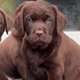 Shooter - Labrador Retriever