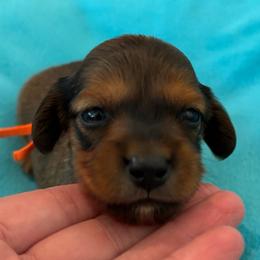 Spirit - Red male Dachshund puppy in Clarksdale, Mississippi from Bo Didley's Doxies