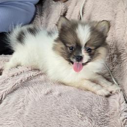 Pomeranian Puppies from Mary's Pomeranians