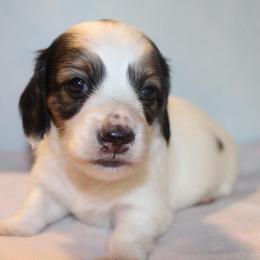 Daisy - Piebald female Dachshund puppy in Roanoke, Alabama from J&E Dachshunds