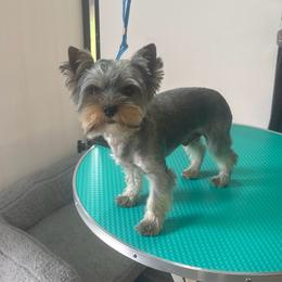 Jett - Blue and gold male Yorkshire Terrier puppy in Dierks, Arkansas from Yorkie’s Klassie Kreations