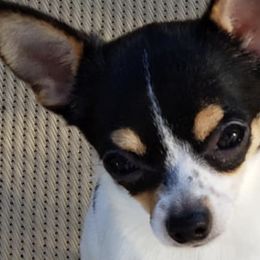 Chihuahuas and Whippets from Kemar