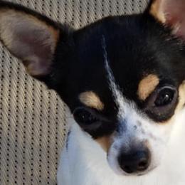 Chihuahuas and Whippets from Kemar