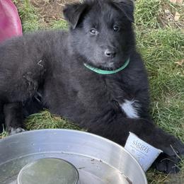 Boy 2 - Black male Belgian Sheepdog puppy in Nazareth, Pennsylvania from Chancery Belgians