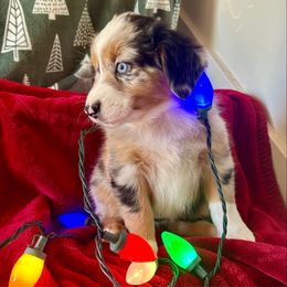 LuLu - Blue merle female Australian Shepherd puppy in Scottsdale, Arizona from B & T's Aussies & Aussie Doodle's