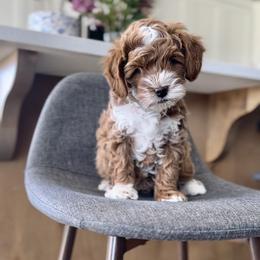 Goldendoodle Puppies from Doodle Bears of Southern Utah