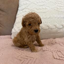 Lana - Red  female Poodle puppy in Chesnee, South Carolina from Megan’s Spoiled Standards