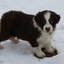 Oakley - Red tri-color male Australian Shepherd puppy in Kansas, Oklahoma from Windy G Farm