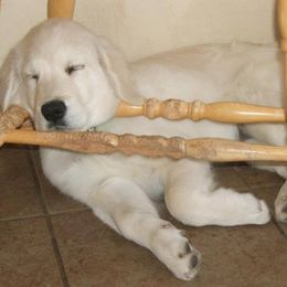 Golden Retrievers from Sunhill English Goldens