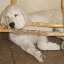 Golden Retrievers from Sunhill English Goldens
