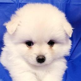 Pomeranians from Mitty’s Alabama Pomeranians & Bassets