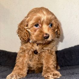 Boy 1 - Cream male Cockapoo puppy in California from Central Valley Scotties