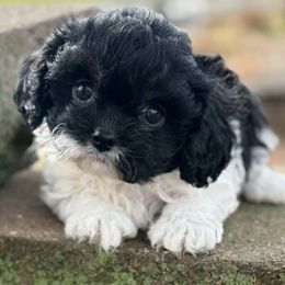 Valencia - Tri-color female Cavapoo puppy in Lebanon, Kentucky from Mosaic Merle Doodles