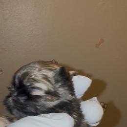 Gunther - Gold male Shih Tzu puppy in Madera Acres, California from California Shih Tzu’s
