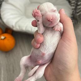 Cappuccino - White male Maltipoo puppy in Roseville, California from Sunshine’s Maltipoo’s