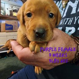 Purple female - Yellow female Labrador Retriever puppy in Appling, Georgia from Kelley's Red Clay Labradors