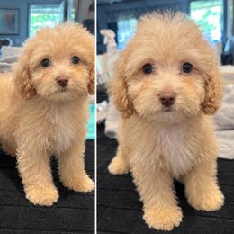 Beau - Cream female Goldendoodle puppy in Dallas, Texas from Bishop Golden Doodles