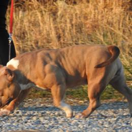 Araby - American Bully