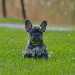 "maya 11 weeks " French Bulldog Puppies from Mr Nice Guy Kennels