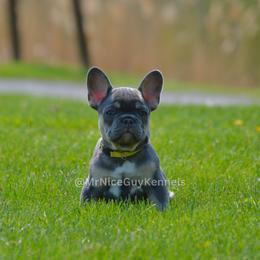 "maya 11 weeks " French Bulldog Puppies from Mr Nice Guy Kennels