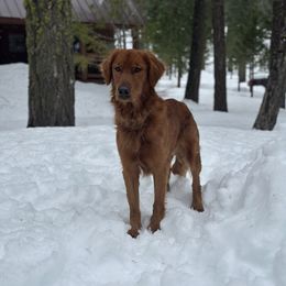 Tate - Golden Retriever
