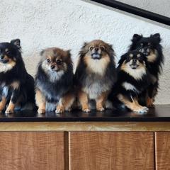 Pomeranian Puppies from MattSue Notalapdog