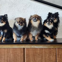 Pomeranian Puppies from MattSue Notalapdog