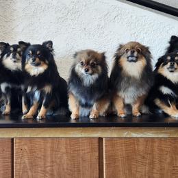 Pomeranian Puppies from MattSue Notalapdog