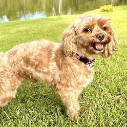 Toby - Cavapoo