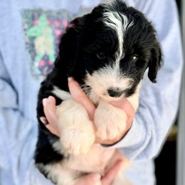 Finn - White and black male Bordoodle puppy in Eastman, Georgia from Dood B Ranch