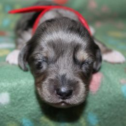 Jinx red collar - Dapple male Dachshund puppy in La Junta, Colorado from Royal King’s Mini Dachshunds
