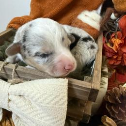 Taffy - Blue merle and white female American Corgi puppy in Paxton, Illinois from McGovern Family Corgis
