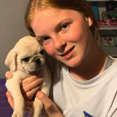 Pug Puppies from Pug Perfection Puppies