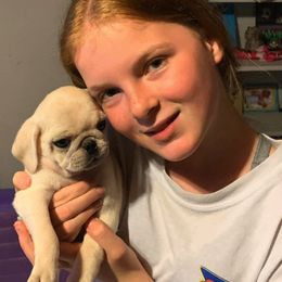 Pug Puppies from Pug Perfection Puppies