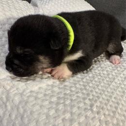 Green - Black and tan male Shiba Inu puppy in Elizabeth, New Jersey from Shiba Inu Loving Care