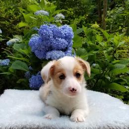 American Corgi and Pembroke Welsh Corgi Puppies from Whimsical Treasure Corgis