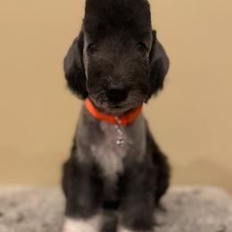 Orange Collar Girl - Blue female Bedlington Terrier puppy in Leesburg, Virginia from LAMZ Bedlington Terriers
