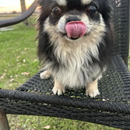 Flash - Black and tan male Chihuahua puppy in Altoona, Alabama from Shady Grove Chihuahuas