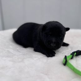 Green female - Black sable female Belgian Malinois puppy in Russellville, Kentucky from KCK9